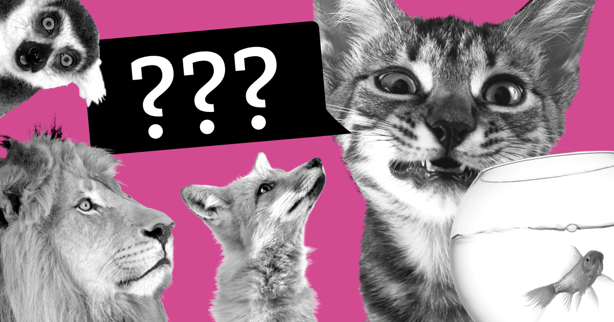 Тест Tele2. В кого вы превращаетесь по понедельникам?